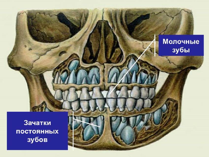 Этапы формирования зачатков зубов